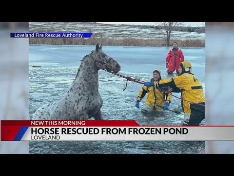 Loveland firefighters rescue horse from frozen pond