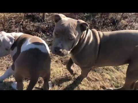 Hiking with the puppies