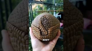 Pangolin: most amazing mammal. | #shorts #shortsfeed #wildlife #pangolin #animals