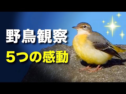 野鳥に興味がある人必見！感動を与えてくれた５つの体験談