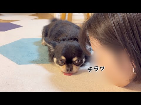 愛犬の真似してみた#チワワ #chihuahuas #dog