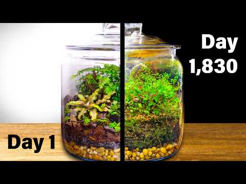 Life in a Forest Terrarium Jar for 5 Years