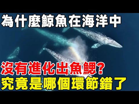 為什麼鯨魚在海洋中，沒有進化出魚鰓？ 究竟是哪個環節錯了#科普頻道 #科普