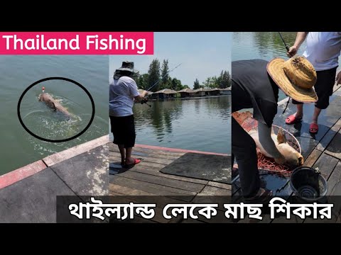 থাইল্যান্ড লেকে মাছ শিকার |  FISHING PULL THAILAND | #fishing #fishingthailand