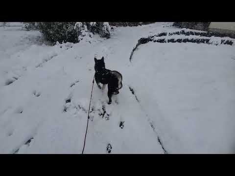 南国土佐の雪❄️犬は喜び庭駆け回る