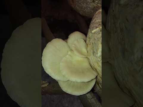 Oyster mushroom farming mushroom farming business #shorts #mushroom #mushroomfarming#oystermushroom