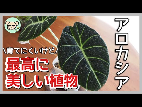 How to care and repot Alocasia reginula 'Black Velvet'