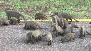 “Check out this huge family group of banded mongoose that we saw   !