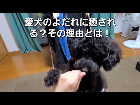 愛犬のよだれに癒される？その理由とは！【犬の豆知識】