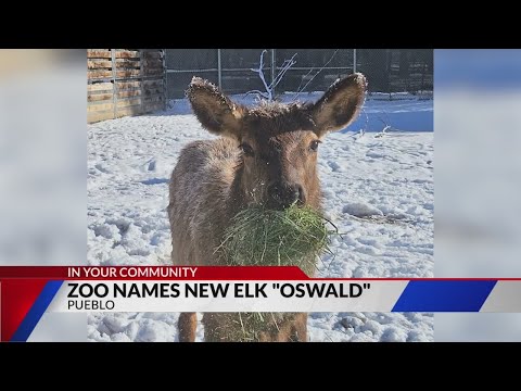 New bull elk at Pueblo Zoo has a name