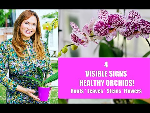 4 VISIBLE SIGNS in HEALTHY ORCHID PLANTS! Orchid ROOTS/LEAVES/ STEMS /ORCHID FLOWERS Shirley Bovshow