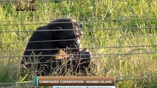 ECOZONE: Chimpanzee Conservation – Ngamba Island [Part A]