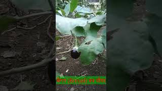 Discovering the Brinjal बैंगन Plant  Fun Learning for Kids Series #BrinjalPlant #KidsNatureLearning