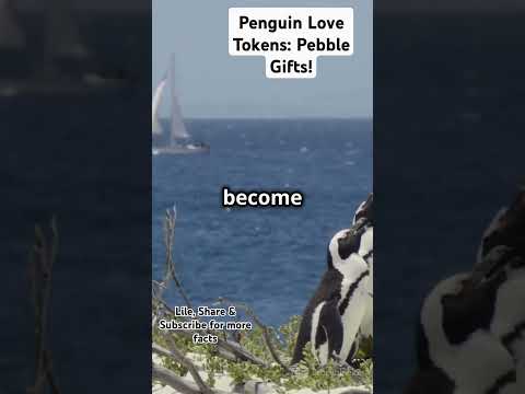 Penguin Love Tokens: Pebble Gifts! #ytshorts #facts #nature #love #penguin #mychannel #newyoutuber