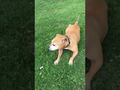 Beautiful Staffy Enjoying The Sunshine