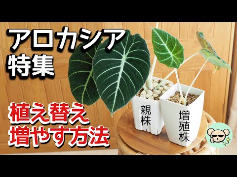 【アロカシア】育て方・植え替え・増やし方【ハイドロボールへ移行する方法】