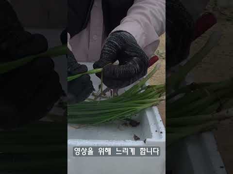 쪽파 한단 1분에 까는 쉬운방법 #farming #gardening #쪽파다듬는법