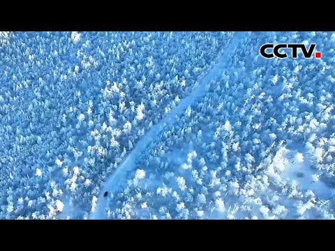 现实版冰雪奇缘！阿尔山国家森林公园现绝美雾凇景观 | CCTV