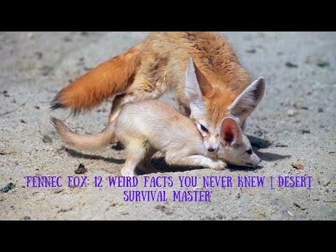 Fennec Fox 12 Weird Facts You Never Knew  Desert Survival Master #weirdanimals #facts #rareanimals