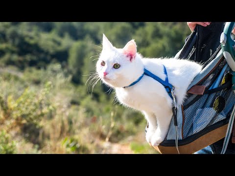 EXTREME RELAXATION Music for Cats - 12 HOUR Cat Music to Your Cat Relax and Sleep