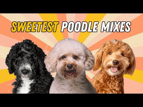 21 Sweetest Poodle Mixes You'll Absolutely Love