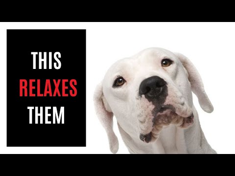 A Calming Meditation Session With Your Pet