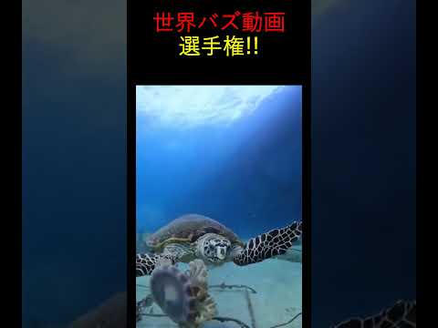 動物たちの予測不能な瞬間！笑いが止まらない動画集#バズり動画 #動物ハプニング　#癒し系動物 #ViralAnimals#CuteAnimalMoments #shorts