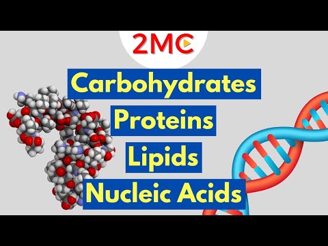 Macromolecules Explained | 2MC GIGAVID