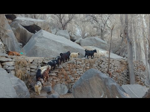 winter morning routine||  goats and sheep's herd