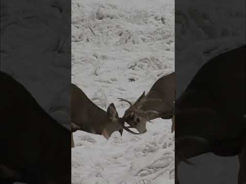 How Angry Mule Deer Buck Fight Ended/Animal Attack Videos/Animal Fight To Death Video