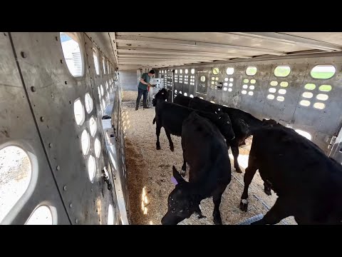 My First Load of Calves From Kentucky