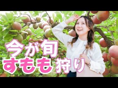 【プラム狩り】珍しいすもも狩りですよYou can pick and eat the fruit