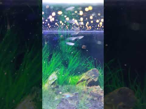 Best Food For Fishes #ytshorts #bestfood #pets #fishtank