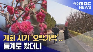 개화 시기 '오락가락'.. 통계로 봤더니 -R (250307금/뉴스데스크)