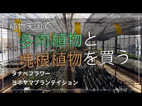 【植物ハウス巡り】500種類以上の多肉植物の聖地タナベフラワー＆塊根植物の掘り出しものを探すならヨネヤマプランテイションに行ってきた