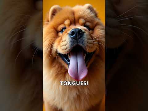 Chow Chow: The King of the Dog World