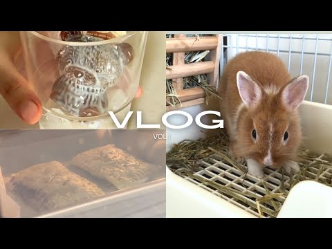 Vlog.1/一週間的減碳早餐/可愛小兔/好吃的藍莓醬/蟬叫聲☀️🐰🫐