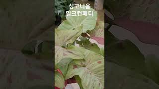 은혜화훼판매장 밀크컨페티 싱고니움