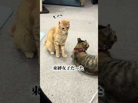 チャイさんの暮らし59。#保護猫