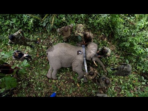 Suivez Big John et Little John - Les Frères Éléphants de Forêt