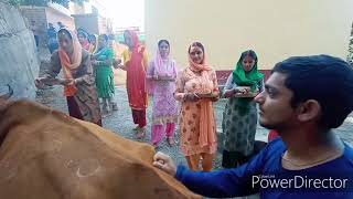 Mandi festival Goo Mata ki puja karti mahilayen