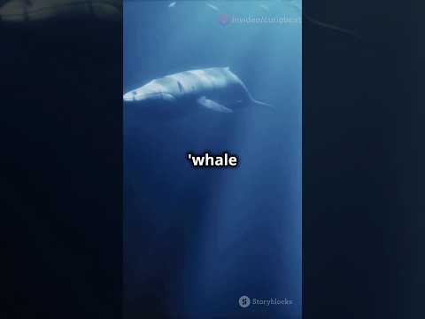 What Happens When a Blue Whale Dies? 🐋 You won’t believe it #shorts #marine #ocean #trending #viral