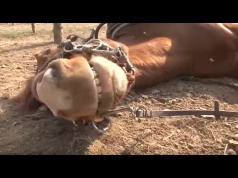 这匹马太狡猾，人骑上去马上装死，动物界的奥斯卡影帝