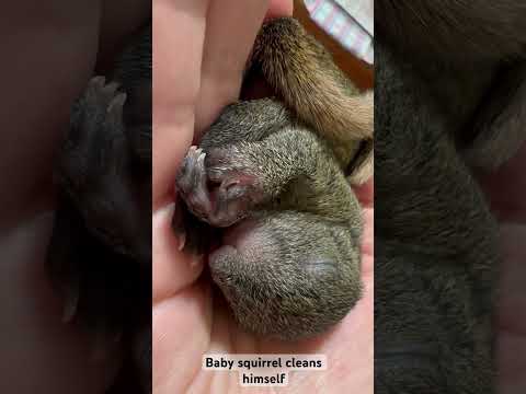 Baby squirrel cleaning himself 🐿️ #squirrel #squirrelshorts #squirrels #babysquirrels #babysquirrel