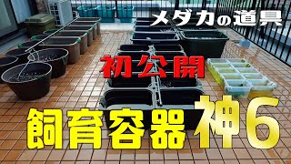 【メダカの飼育容器】我が家のメダカ飼育容器をいろいろご紹介します！