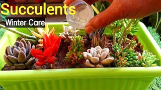 How to care Succulents plants in winter | सर्दी मे सेक्यूलेंटस प्लांट की देखभाल कैसे करे