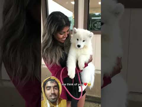 So cute 🥰 dog... #samoyedpuppy #dog