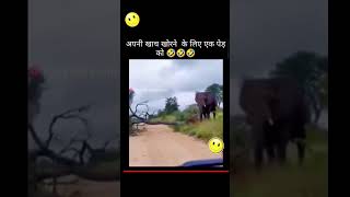 हाथी ने अपनी खाच के लिए पेड़ को गिराया।।