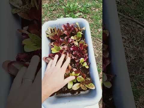 Growing Lots of Lettuces in A Tiny Container