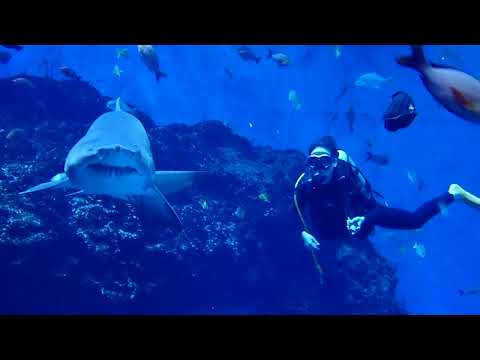 Scuba diving experience of Lisa Chen @Nanchang aquarium ( Aug-2022 )